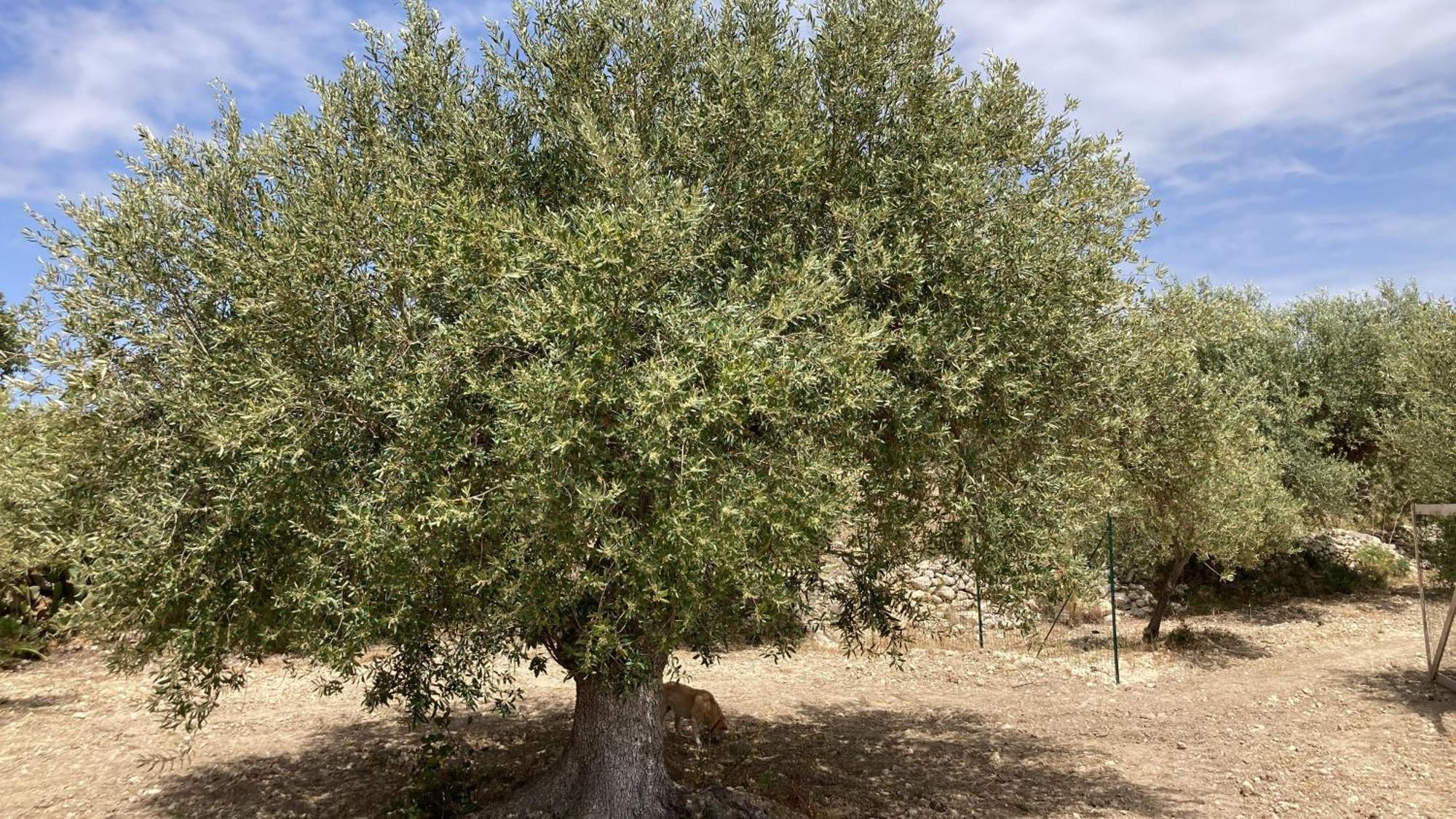 "Bnb Noto" - Charming Tiny House Buitenkant foto